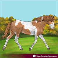 Horse Color:Chestnut Sabino Tobiano 