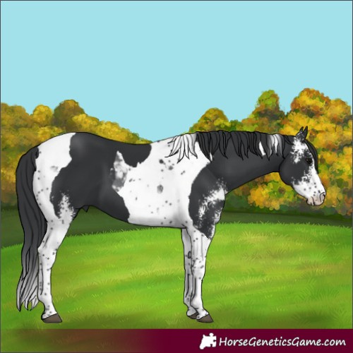 Horse Color:Black Sabino Tobiano