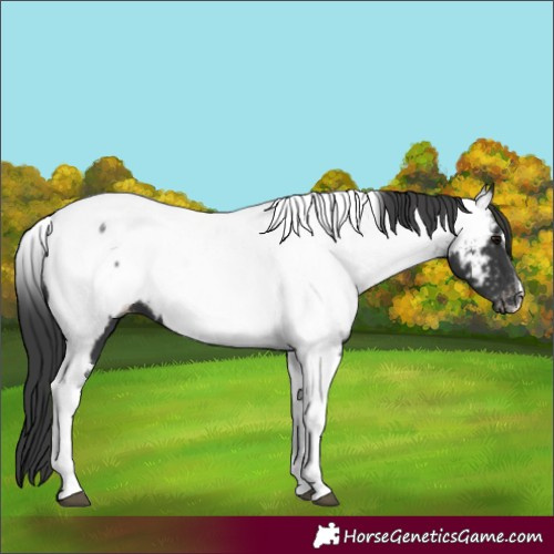 Horse Color:Black Tobiano Near Fewspot