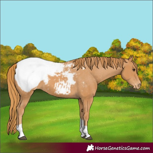 Horse Color:Chestnut Tobiano Appaloosa