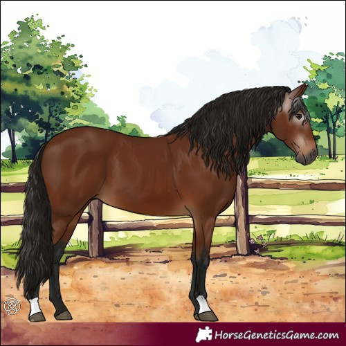 Horse Color:Gray Bay 