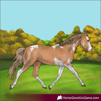 Horse Color:Chestnut Sabino Tobiano 