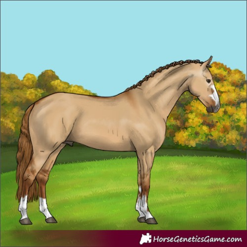 Horse Color:Gray Red Dun