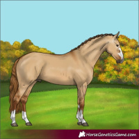 Horse Color:Gray Red Dun