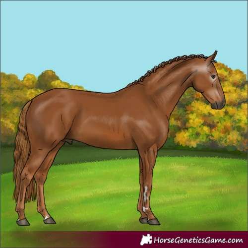 Horse Color:Gray Chestnut