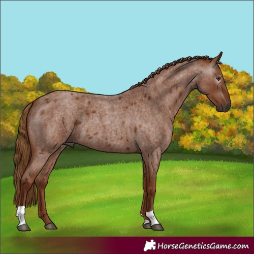 Horse Color:Gray Red Roan