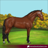 Horse Color:Gray Bay 