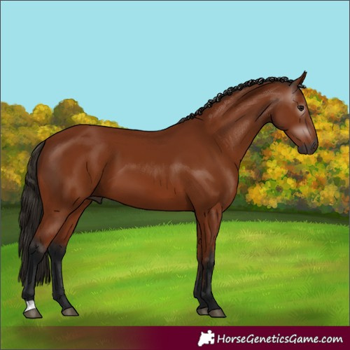 Horse Color:Gray Bay 