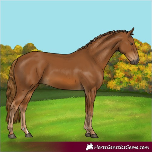 Horse Color:Gray Chestnut 