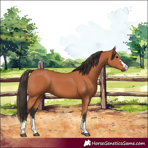Horse Color:Bay 