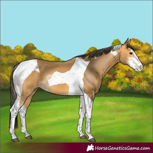Horse Color:Buckskin Sabino Tobiano