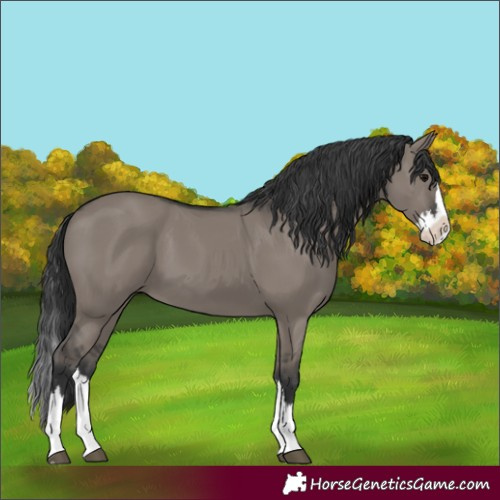 Horse Color:Grullo Splash 