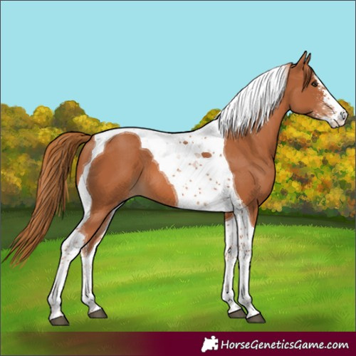 Horse Color:Chestnut Sabino Tobiano