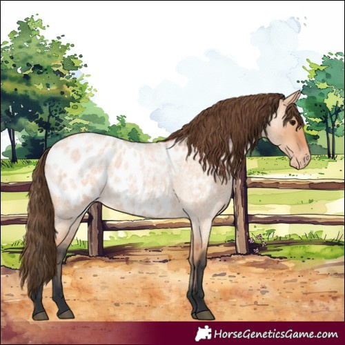 Horse Color:Bay Roan Dun Appaloosa