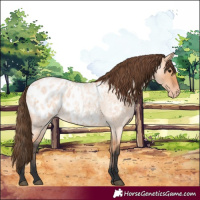 Horse Color:Bay Roan Dun Appaloosa