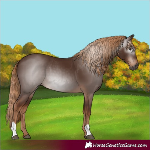 Horse Color:Gray Chestnut 
