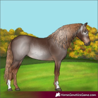 Horse Color:Gray Chestnut 