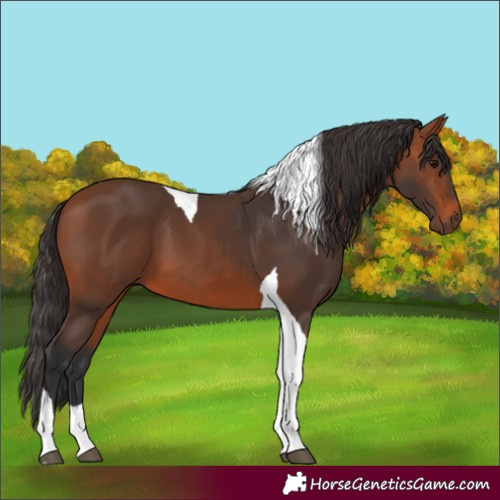 Horse Color:Bay Tobiano 
