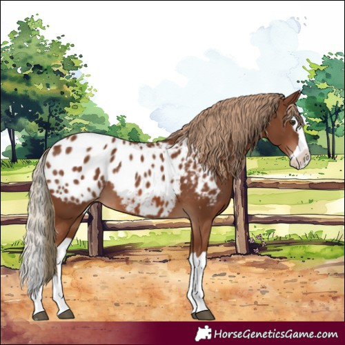 Horse Color:Chestnut Splash Appaloosa