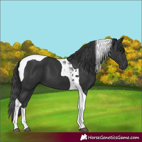 Horse Color:Black Tobiano