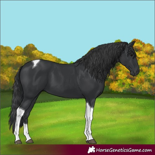 Horse Color:Black Tobiano