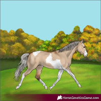Horse Color:Silver Bay Dun Sabino Tobiano 