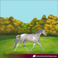 Horse Color:Silver Smoky Grullo Roan Tobiano 