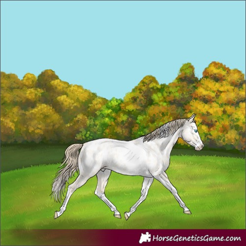 Horse Color:Perlino Dun Splash Tobiano Appaloosa 