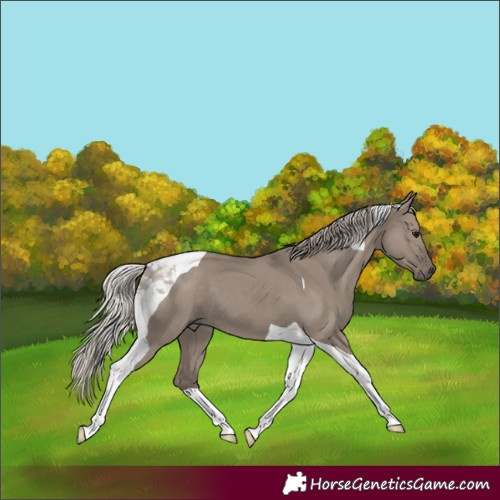 Horse Color:Silver Grullo Tobiano 