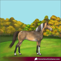 Horse Color:Buckskin Splash Tobiano