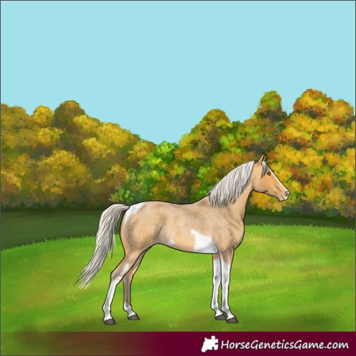 Horse Color:Silver Buckskin Roan Splash Tobiano Frame Varnish Rabicano 
