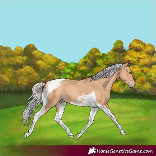 Horse Color:Silver Amber Champagne Tobiano 