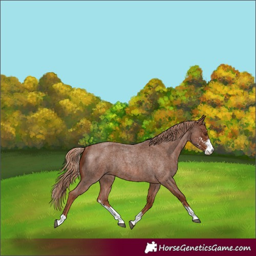 Horse Color:Red Roan Sabino Rabicano 