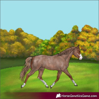 Horse Color:Red Roan Sabino Rabicano 
