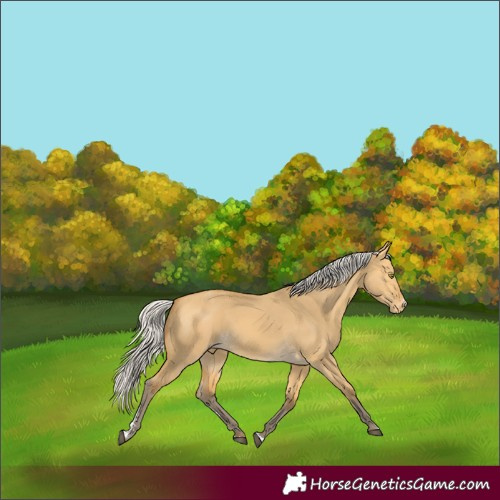 Horse Color:Silver Buckskin Dun Sabino Appaloosa
