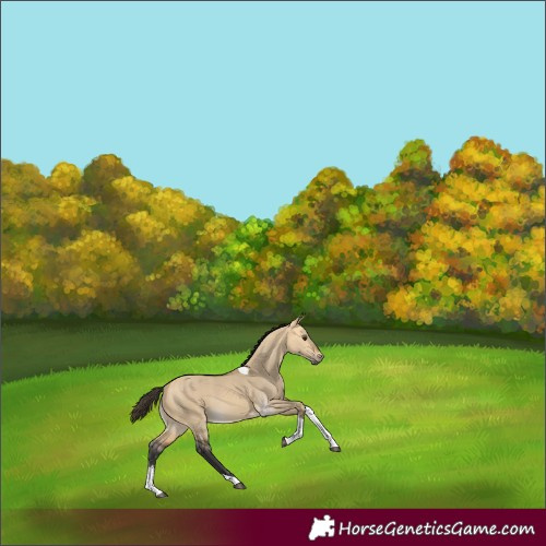 Horse Color:Buckskin Dun Sabino Tobiano 