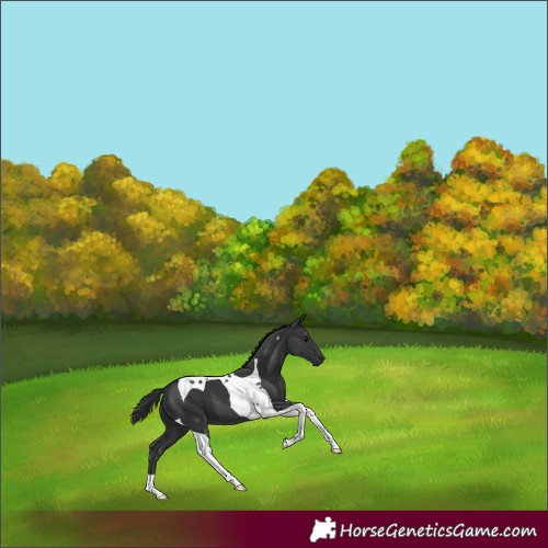 Horse Color:Black Tobiano 