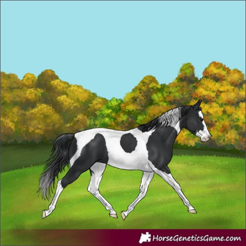 Horse Color:Black Splash Tobiano 
