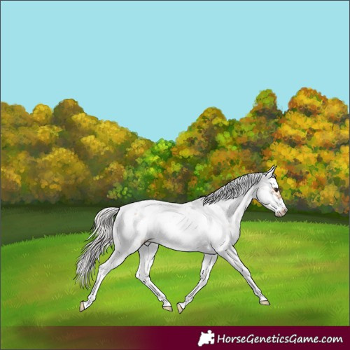 Horse Color:Silver Bay Dun Sabino Frame Rabicano