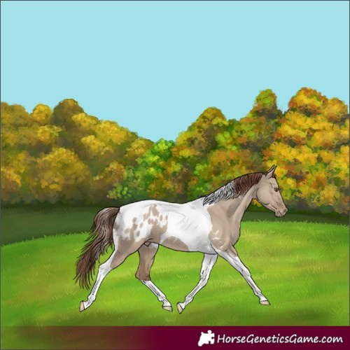 Horse Color:Classic Champagne Dun Tobiano Blanket 