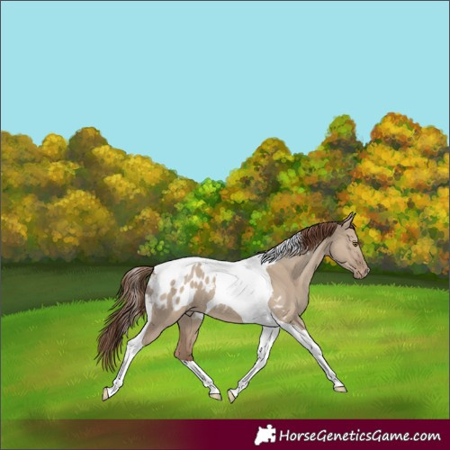 Horse Color:Classic Champagne Dun Tobiano Appaloosa 