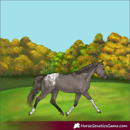 Horse Color:Smoky Grullo Tobiano Varnish Rabicano 