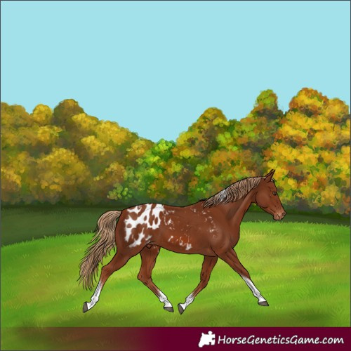Horse Color:Chestnut Tobiano Appaloosa