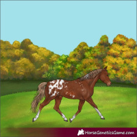 Horse Color:Chestnut Tobiano Blanket