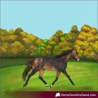 Horse Color:Buckskin Varnish 