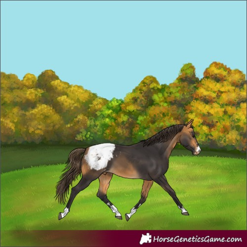 Horse Color:Buckskin Appaloosa 