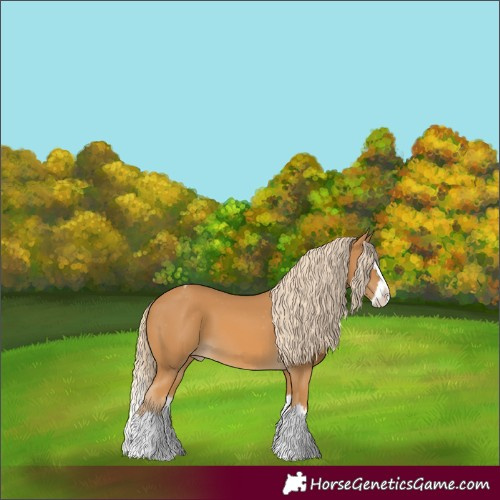 Horse Color:Palomino Splash Appaloosa