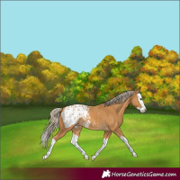 Horse Color:Palomino Splash Blanket