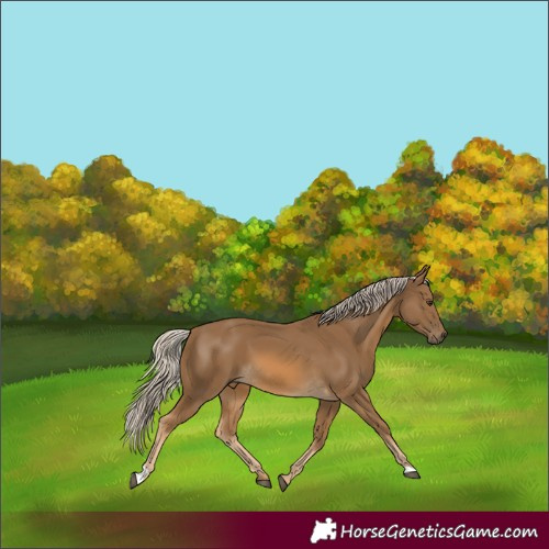 Horse Color:Chocolate Palomino 