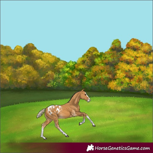 Horse Color:Palomino Splash Appaloosa 